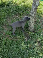 Blue Male, a male Weimaraner for sale in Prentiss, MS – 5 of 9