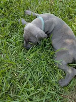 Blue Male, a male Weimaraner for sale in Prentiss, MS – 9 of 9