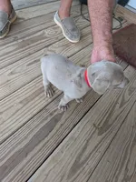Silver/gray female (red/yellow)), a female Weimaraner for sale in Prentiss, MS – 4 of 9