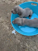 Silver/gray female (pink), a female Weimaraner for sale in Prentiss, MS – 4 of 10