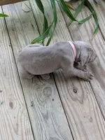 Silver/gray female (pink), a female Weimaraner for sale in Prentiss, MS – 6 of 10