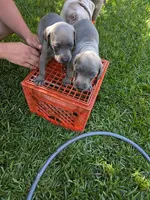 blue female, a female Weimaraner for sale in Prentiss, MS – 5 of 7