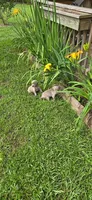 Silver/gray female (pink), a female Weimaraner for sale in Prentiss, MS – 10 of 10