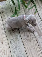 Silver/gray female (pink), a female Weimaraner for sale in Prentiss, MS – 5 of 10