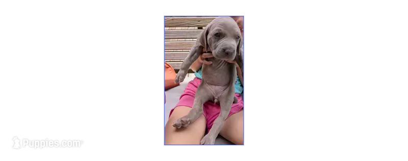 Silver/gray female (red/yellow)) – Weimaraner puppy for sale in Prentiss, MS