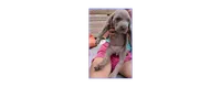 Silver/gray female (red/yellow)), a female Weimaraner for sale in Prentiss, MS – 1 of 9
