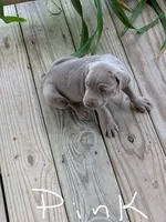 Silver/gray female (pink), a female Weimaraner for sale in Prentiss, MS – 3 of 10