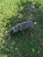Blue Male, a male Weimaraner for sale in Prentiss, MS – 8 of 9