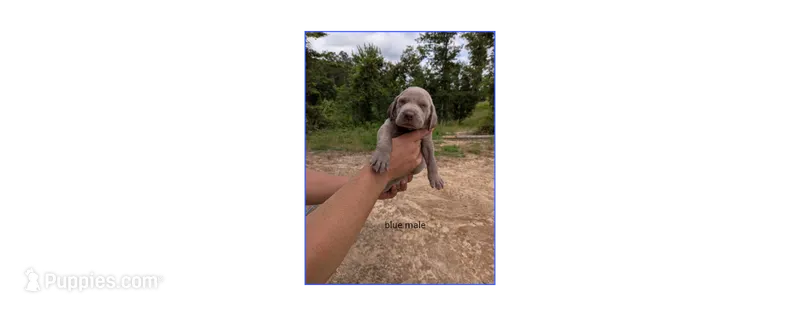 Blue Male – Weimaraner puppy for sale in Prentiss, MS
