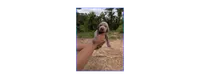 Blue Male, a male Weimaraner for sale in Prentiss, MS – 1 of 9