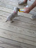 Silver/gray female (red/yellow)), a female Weimaraner for sale in Prentiss, MS – 6 of 9