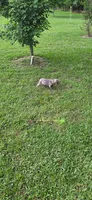 Silver/gray female (pink), a female Weimaraner for sale in Prentiss, MS – 7 of 10