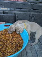 Silver/gray female (red/yellow)), a female Weimaraner for sale in Prentiss, MS – 2 of 9