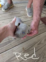 Silver/gray female (red/yellow)), a female Weimaraner for sale in Prentiss, MS – 5 of 9