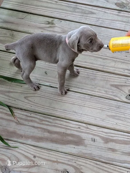 Silver/gray female (pink) – Weimaraner puppy for sale in Prentiss, MS
