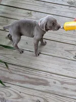 Silver/gray female (pink), a female Weimaraner for sale in Prentiss, MS – 1 of 10