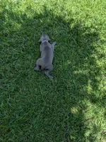 Blue Male, a male Weimaraner for sale in Prentiss, MS – 6 of 9