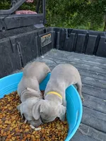 Silver/gray female (pink), a female Weimaraner for sale in Prentiss, MS – 2 of 10