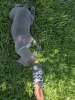Blue Male, a male Weimaraner for sale in Prentiss, MS – 7 of 9