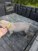 Silver/gray female (red/yellow)), a female Weimaraner for sale in Prentiss, MS – 3 of 9