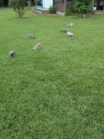 Blue Male, a male Weimaraner for sale in Prentiss, MS – 2 of 9