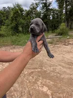 blue female, a female Weimaraner for sale in Prentiss, MS – 7 of 7