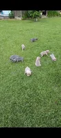 Blue Male, a male Weimaraner for sale in Prentiss, MS – 3 of 9