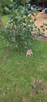 Silver/gray female (red/yellow)), a female Weimaraner for sale in Prentiss, MS – 7 of 9