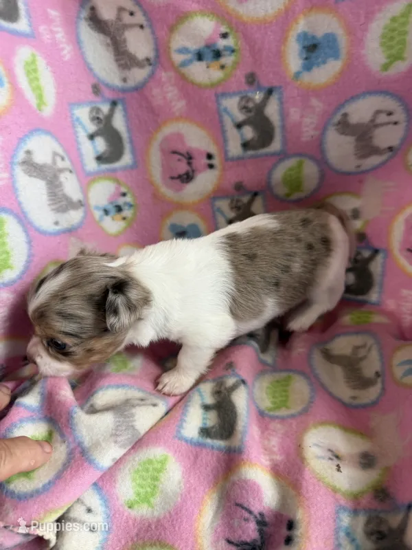 Cocoa Merle Girl / LC – Chihuahua puppy for sale in Pittsburg, TX