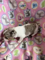 Cocoa Merle Girl / LC, a female Chihuahua for sale in Pittsburg, TX – 1 of 2