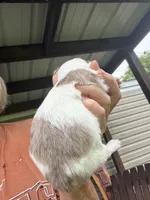 Cocoa Merle Girl / LC / pending, a female Chihuahua for sale in Pittsburg, TX – 5 of 7