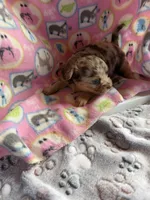 Trixie’s Chocolate Merle / LC *** pending, a female Chihuahua for sale in Pittsburg, TX – 4 of 4