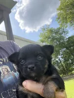 Black Girl / Tan / LC / reduced, a female Chihuahua for sale in Pittsburg, TX – 1 of 6