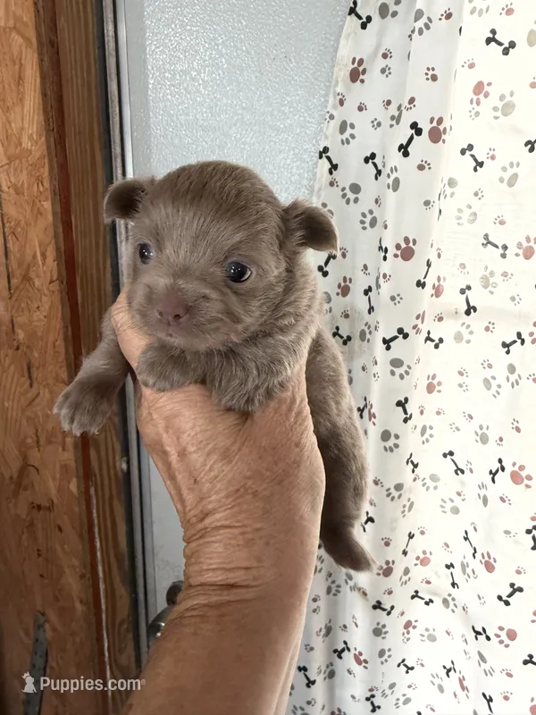 Winston- LC-Lavender  – Chihuahua puppy for sale in Pittsburg, TX