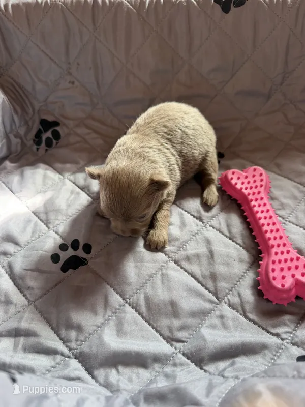 Winston- LC – Chihuahua puppy for sale in Pittsburg, TX