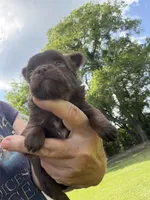 Chocolate Girl / LC /. Pending, a female Chihuahua for sale in Pittsburg, TX – 2 of 7