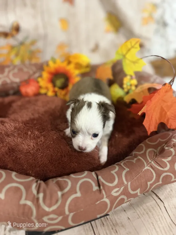 Ella – Chihuahua puppy for sale in Pittsburg, TX