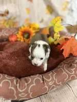 Ella, a female Chihuahua for sale in Pittsburg, TX – 1 of 3