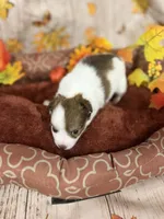 Zoe, a female Chihuahua for sale in Pittsburg, TX – 2 of 3