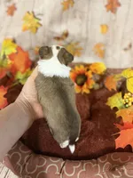Ella, a female Chihuahua for sale in Pittsburg, TX – 2 of 3