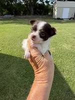 Little Man  / LC, a male Chihuahua for sale in Pittsburg, TX – 2 of 7