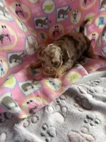 Trixie’s Chocolate Merle / LC *** pending, a female Chihuahua for sale in Pittsburg, TX – 3 of 4