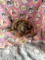 Trixie’s Chocolate Merle / LC *** pending, a female Chihuahua for sale in Pittsburg, TX – 1 of 4