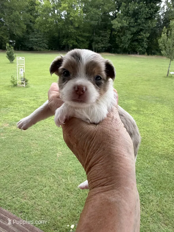 Cocoa Merle Girl / LC – Chihuahua puppy for sale in Pittsburg, TX