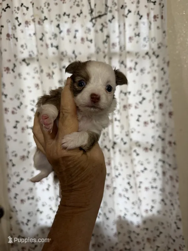 Ella – Chihuahua puppy for sale in Pittsburg, TX