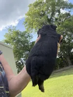 Black Girl / Tan / LC / reduced, a female Chihuahua for sale in Pittsburg, TX – 3 of 6