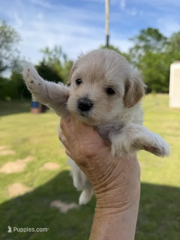 Girl #2 – Maltipoo puppy for sale in Pittsburg, TX