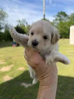 Girl #2, a female Maltipoo for sale in Pittsburg, TX – 1 of 5