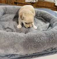 Girl #2, a female Maltipoo for sale in Pittsburg, TX – Photo 2 of 3