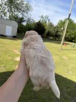 Girl #2, a female Maltipoo for sale in Pittsburg, TX – 2 of 5